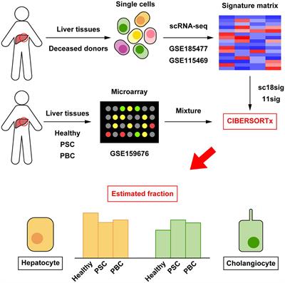 Deconvolution analysis identified altered hepatic cell landscape in primary sclerosing cholangitis and primary biliary cholangitis